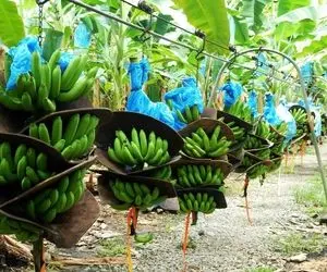 کشاورزی نوین؛ با تجهیزات مدرن موز کاشتن انقدر پر بار شده از هر خوشش 1000 تا آویزون