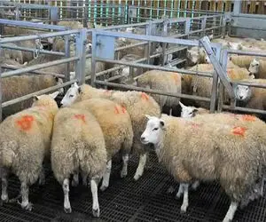 قیمت دام زنده امروز ۵ مرداد ۱۴۰۴ + جدول