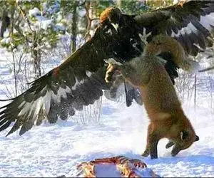 مستند حیات وحش؛ عقاب که رعب و وحشت در جنگل می پراکند