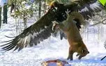مستند حیات وحش؛ عقاب که رعب و وحشت در جنگل می پراکند