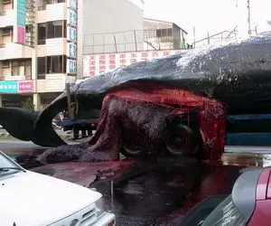 حیوانات غول پیکر؛ زبون نهنگ آبی اندازه فیله وقتی رسید به ساحل قلبش منفجر شد