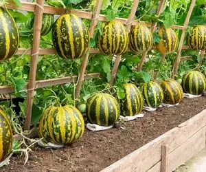 کشاورزی نوین؛ روی داربست چند طبقه هندوانه کاشت شیرین با پوست زرد راه راه