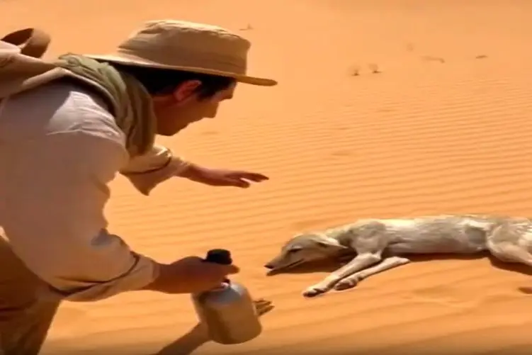 معماری طبیعت؛ مرد دلش برا ننه من غریبم بازی سگ بیابون سوخت نمیدونه چه بلایی سرش میاره