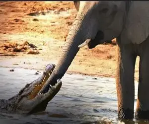 مستند حیات وحش؛ تمساح دد خرطوم فیل کند دیگه مزاحمش نشه