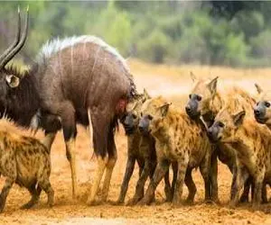 بدایع حیات وحش / سگان بد قریحه کل یالدار را زنده تناول کردند