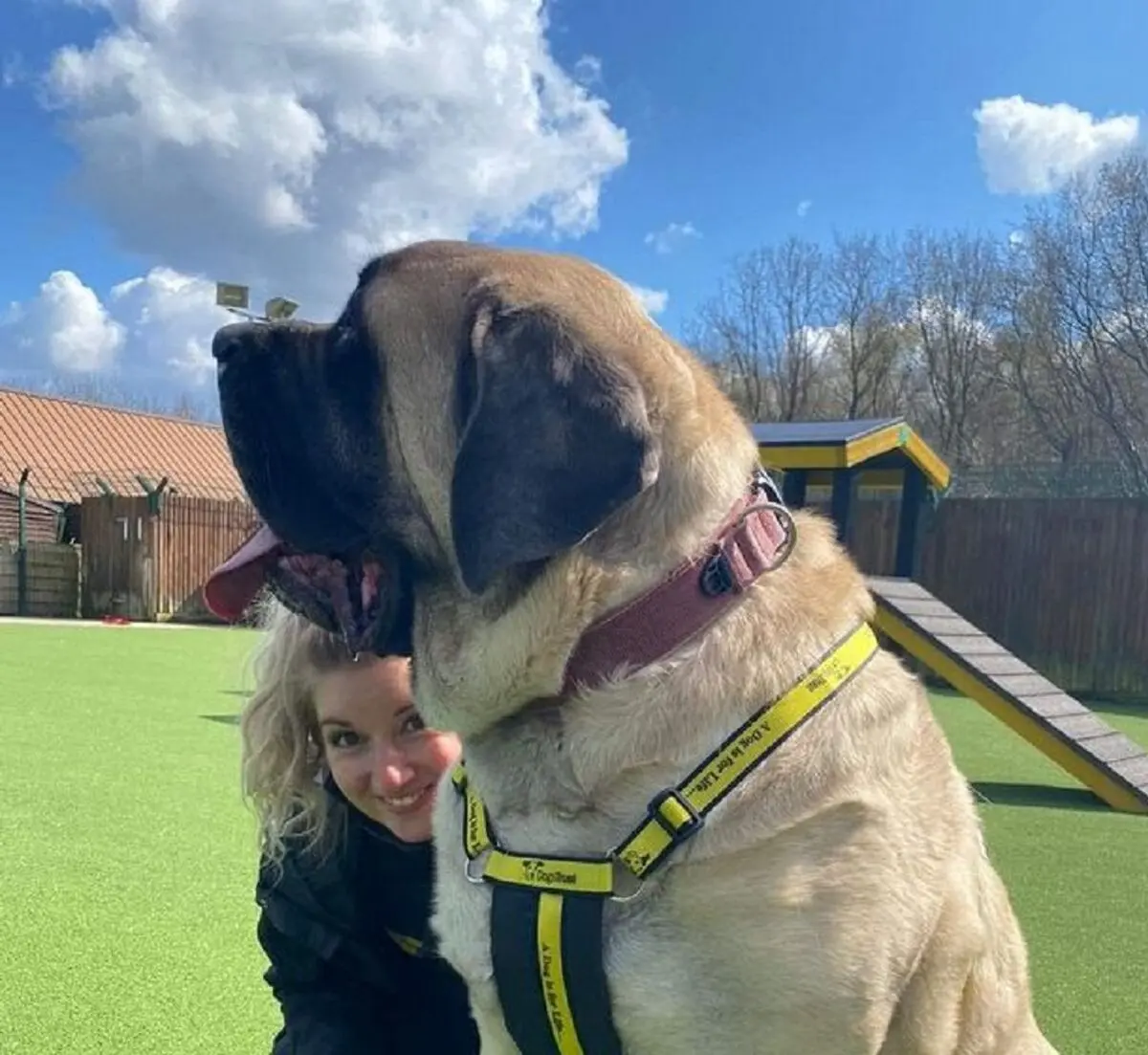 0_Shelter-searches-for-home-for-its-biggest-ever-dog