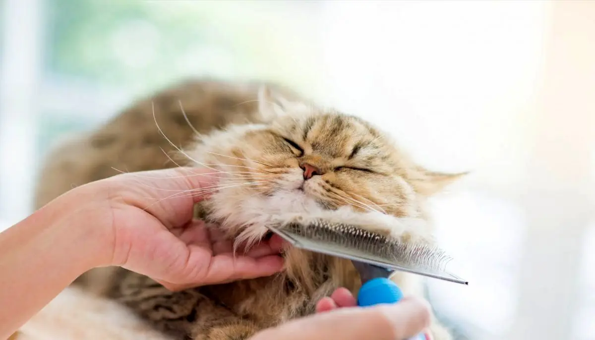 Grooming-Hero-scaled-1