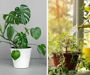 نکات مهم برای داشتن گیاهان آپارتمانی شاداب / برای سرسبزی گلدونا این موارد رو رعایت کن
