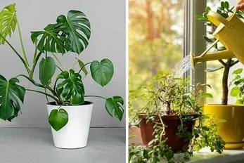 نکات مهم برای داشتن گیاهان آپارتمانی شاداب / برای سرسبزی گلدونا این موارد رو رعایت کن