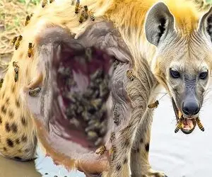بدایع حیات وحش؛ کفتار ددمنش اسیر نیش زنبورا شد گوشت تنش ریخت نای حرکت نداره