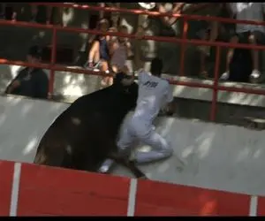 تاخت و تازهای خونین؛ گاو عصیانگر وسط بازی گاوچرونو کوبید به دیوار ستون فقراتش شکست