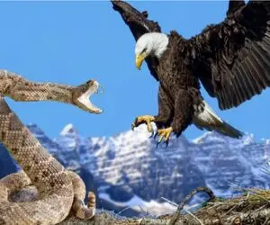 شاهکار حیات وحش / نبرد متفکرانه عقاب‌ و مار وقتی عقاب با استراتژی بلده