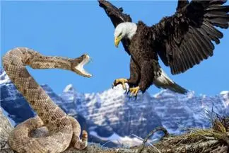 شاهکار حیات وحش / نبرد متفکرانه عقاب‌ و مار وقتی عقاب با استراتژی بلده