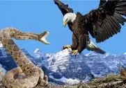 شاهکار حیات وحش / نبرد متفکرانه عقاب‌ و مار وقتی عقاب با استراتژی بلده