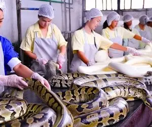 فرآوری مار؛ خانوما مار به کلفتی ران گاو رو توش خالی میکنن تا گوشتش رو چرخ کنن