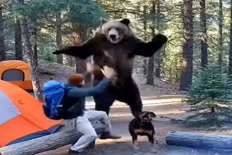 معماری طبیعت؛ خرس حمله کرد سگ به جای نگهبانی پرید پشت صاحبش قایم شد