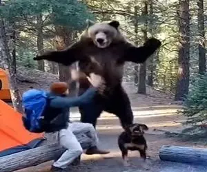 معماری طبیعت؛ خرس حمله کرد سگ به جای نگهبانی پرید پشت صاحبش قایم شد