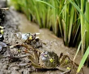 کشاورزی نوین؛ هرچی جک و جونور ریختن تو شالی کیفیت برنج بهتر شد اونارم فروختن سود کردن