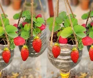 ایده های خلاقانه؛ باغچه کف حیاط نداری تو بطری های پلاستیکی آب معدنی توت فرنگی بکار