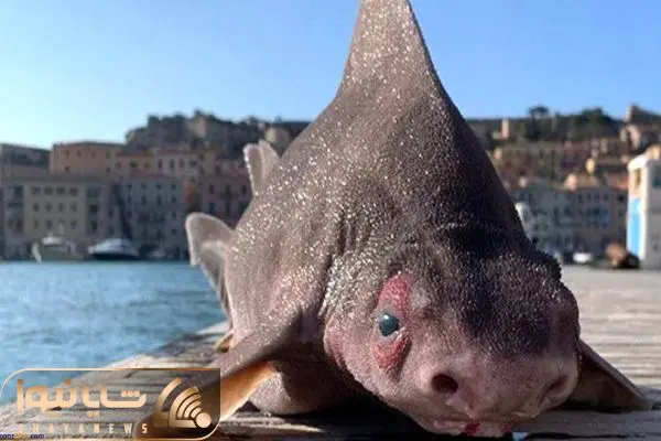 غذای دریایی عجیب