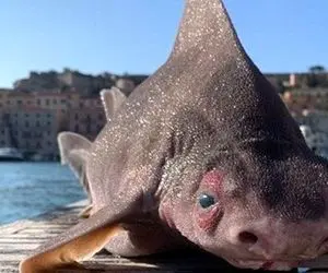 غذای فوق العاده عجیب ؛ عمرا این جانور دریایی رو دیده باشین عین سر گاو استخون داره