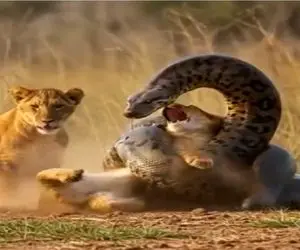 حیات وحش مصنوعی؛ تقلای خانوادگی شیرها برای رهایی توله هاشان از حلقه مرگ پیتون