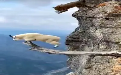 جذابیت حیات وحش؛ تاوان نادیده گرفتن جاذبه برای پلنگ و بز