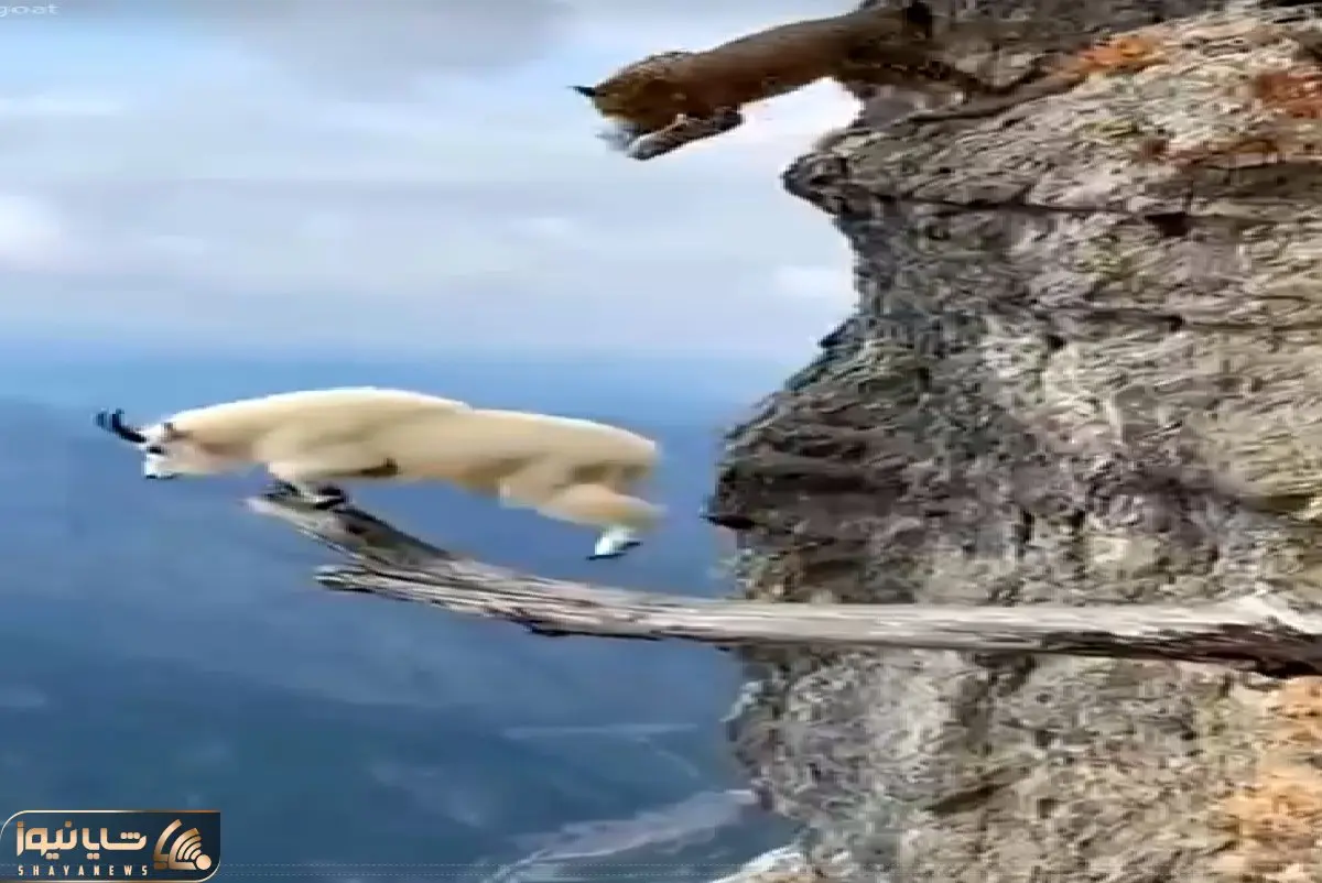 جذابیت حیات وحش؛ تاوان نادیده گرفتن جاذبه برای پلنگ و بز