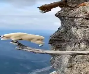 جذابیت حیات وحش؛ تاوان نادیده گرفتن جاذبه برای پلنگ و بز