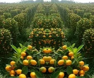 کشاورزی نوین؛ ماشین هیولا از وسط درختای پرتقال رد میشه و تو چند ثانیه همه رو میچینه