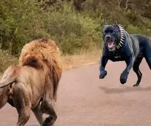 مستند حیات وحش؛ یه جنگل از شیر میترسه شیر از این سگ