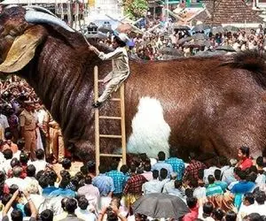 فرآوری بز؛ بز کوهی 400 کیلویی که قد و هیکلش اندازه یه گاو چه ابهتی داره