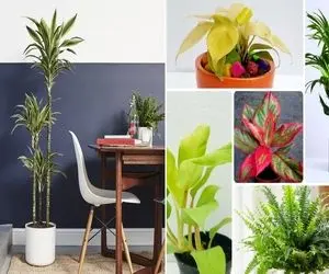 گیاهان آپارتمانی سایه دوست / از پنجره خونه قد نخود نور میاد تاریکه اینا با خورشید ضدن