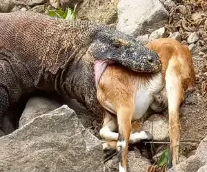 مستند حیات وحش / کومودو سفاک بعد شکوندن استخوان ها بز نگون بخت چپاول کرد