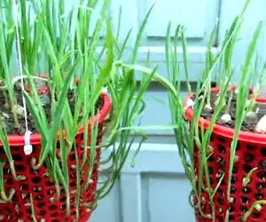 ایده های خلاقانه؛ این سبد سوراخ دارای حموم جون میده واسه اینکه توش سیر بکاری