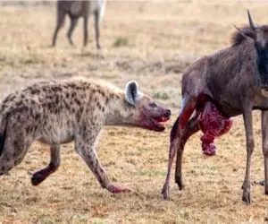 مستند حیات وحش؛ کفتار کریه المنظر شکم کل یالدار پاره کرد رسید به دل و روده اش