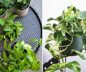 نگهداری و تکثیر گیاهان آپارتمانی پتوس؛ پر و بال دادن به برگ ها و قلمه زنی