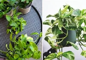 نگهداری و تکثیر گیاهان آپارتمانی پتوس؛ پر و بال دادن به برگ ها و قلمه زنی