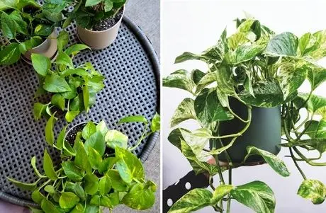 نگهداری و تکثیر گیاهان آپارتمانی پتوس؛ پر و بال دادن به برگ ها و قلمه زنی