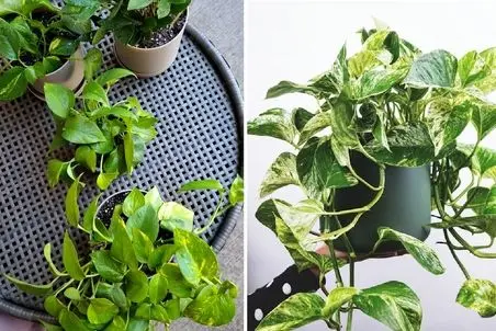 نگهداری و تکثیر گیاهان آپارتمانی پتوس؛ پر و بال دادن به برگ ها و قلمه زنی