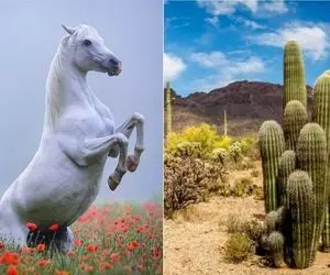 مستند حیات وحش؛ اسب سفید در دام کاکتوس عظیم که به پشتش چسبیده گرفتار شد