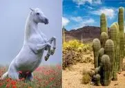 مستند حیات وحش؛ اسب سفید در دام کاکتوس عظیم که به پشتش چسبیده گرفتار شد
