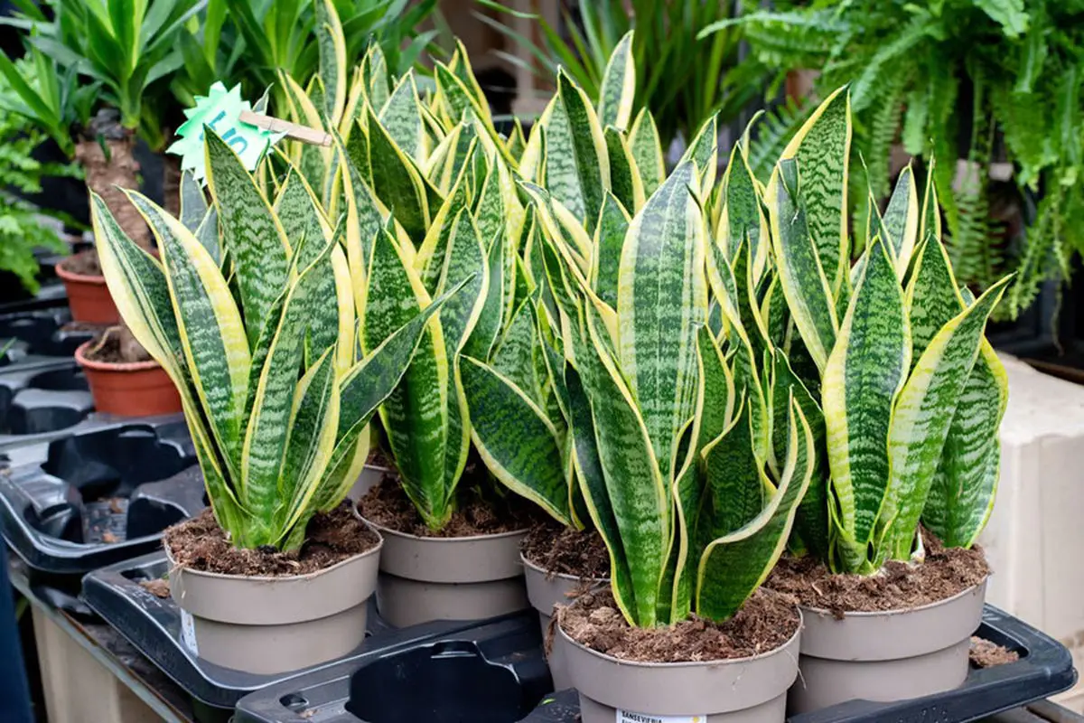 best-soil-for-sansevieria-01-min