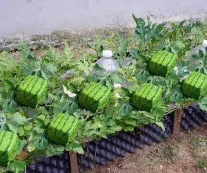 کشاورزی نوین؛ تو حیاط خونش هندوانه کاشته هیچ کدوم گرد نیستن هندونه ها مربعی شدن