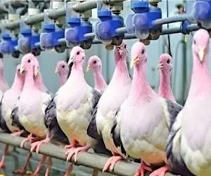 کارخانه حیوانات؛ پرورش صنعتی کبوتر راهکار افزایش بهره‌وری در تولید پروتئین سفید