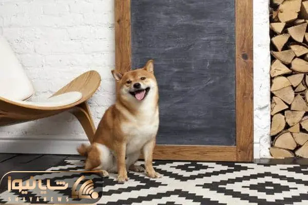 Shiba Inu