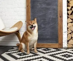 اگه رو شیبااینو سرمایه گذاری کنید چقدر سود دریافت می کنید؟