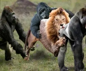 شاهکار حیات وحش؛ شیر سفاک برای رفع گرسنگی به گوریل حمله میکنه یه پاشو جر میده