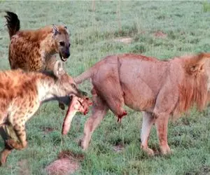 مستند حیات وحش/ کفتارها جوری گاز گرفتن که شیر بیچاره دیگه نمیتونه راه بره 