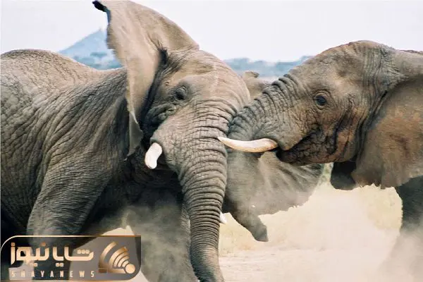 بدایع حیات وحش/سقوط فیل از دره /لاشه له شده اش وسط جادس
